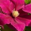 Acropolis Clematis - 1 Gallon Pot -Flowers World Shop clematis acropolis 4