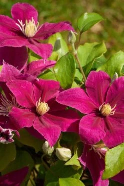 Acropolis Clematis - 1 Gallon Pot -Flowers World Shop clematis acropolis 5