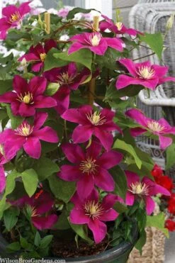 Acropolis Clematis - 1 Gallon Pot -Flowers World Shop clematis acropolis 7