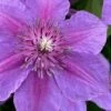 Adam's Courage Clematis - 1 Gallon Pot -Flowers World Shop clematis adams courage 1