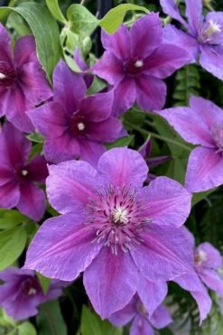 Adam's Courage Clematis - 1 Gallon Pot -Flowers World Shop clematis adams courage 2