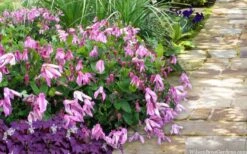 Alionushka Clematis - 1 Gallon Pot 11 Alionushka Clematis - 1 Gallon Pot -Flowers World Shop clematis alionushka 10