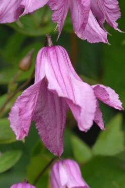 Alionushka Clematis - 1 Gallon Pot 12 Alionushka Clematis - 1 Gallon Pot -Flowers World Shop clematis alionushka 5