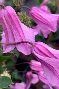 Alionushka Clematis - 1 Gallon Pot 13 Alionushka Clematis - 1 Gallon Pot -Flowers World Shop clematis alionushka 500x750 1