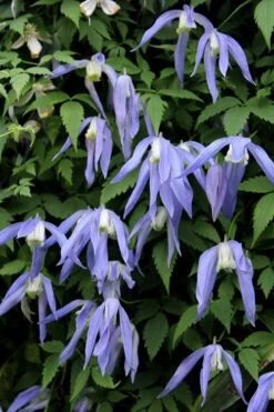 Blue Dancer Clematis - 1 Gallon Pot -Flowers World Shop clematis alpina blue dancer 3
