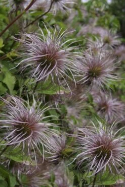 Blue Dancer Clematis - 1 Gallon Pot -Flowers World Shop clematis alpina blue dancer 8
