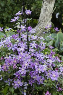 Arabella Clematis - 1 Gallon Pot -Flowers World Shop clematis arabella 10