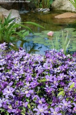 Arabella Clematis - 1 Gallon Pot -Flowers World Shop clematis arabella 13