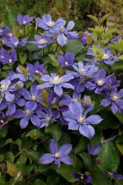 Arabella Clematis - 1 Gallon Pot -Flowers World Shop clematis arabella 3