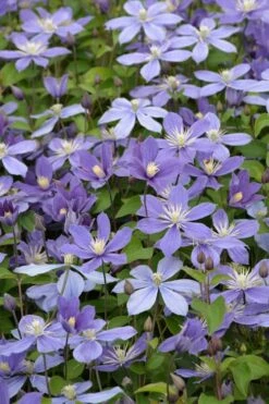 Arabella Clematis - 1 Gallon Pot -Flowers World Shop clematis arabella 5