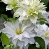 Arctic Queen Clematis - 1 Gallon Pot -Flowers World Shop clematis arctic queen 10