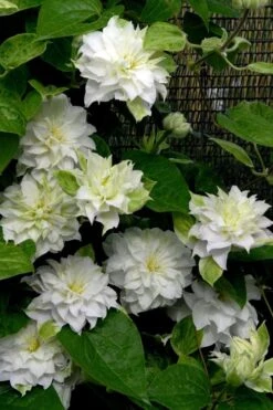 Arctic Queen Clematis - 1 Gallon Pot -Flowers World Shop clematis arctic queen 12