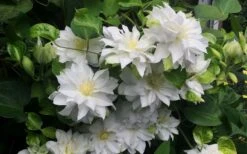 Arctic Queen Clematis - 1 Gallon Pot -Flowers World Shop clematis arctic queen 5