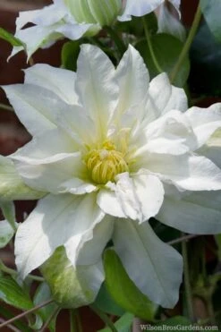Arctic Queen Clematis - 1 Gallon Pot -Flowers World Shop clematis arctic queen 8