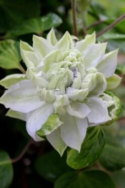 Arctic Queen Clematis - 1 Gallon Pot -Flowers World Shop clematis arctic queen 9