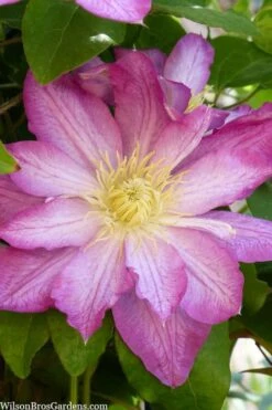 Asao Clematis - 1 Gallon Pot -Flowers World Shop clematis asao 10