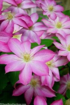 Asao Clematis - 1 Gallon Pot -Flowers World Shop clematis asao 15