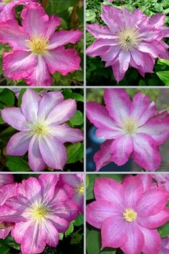 Asao Clematis - 1 Gallon Pot -Flowers World Shop clematis asao 18