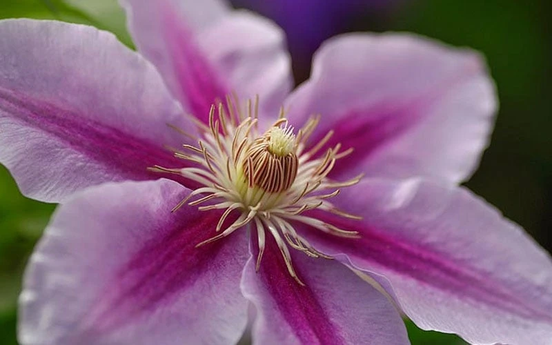 Bees Jubilee Clematis - 1 Gallon Pot 8 Bees Jubilee Clematis - 1 Gallon Pot - Image 6