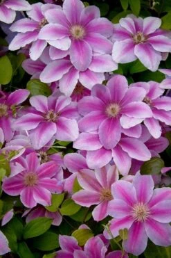 Bees Jubilee Clematis - 1 Gallon Pot 11 Bees Jubilee Clematis - 1 Gallon Pot -Flowers World Shop clematis bees jubilee 13