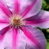 Bees Jubilee Clematis - 1 Gallon Pot -Flowers World Shop clematis bees jubilee 2