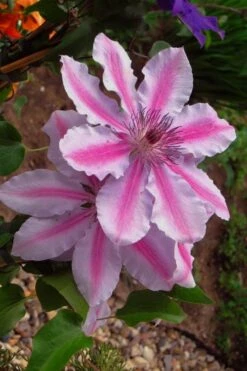 Bees Jubilee Clematis - 1 Gallon Pot 12 Bees Jubilee Clematis - 1 Gallon Pot -Flowers World Shop clematis bees jubilee 5