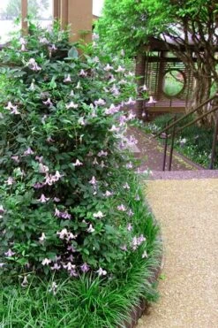 Betty Corning Clematis - 1 Gallon Pot 13 Betty Corning Clematis - 1 Gallon Pot -Flowers World Shop clematis betty corning 6