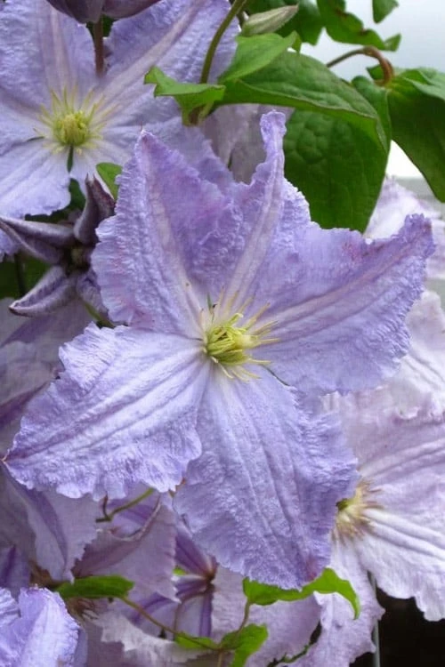 Blue Angel Clematis - 1 Gallon Pot 3 Blue Angel Clematis - 1 Gallon Pot