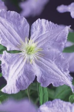 Blue Angel Clematis - 1 Gallon Pot 11 Blue Angel Clematis - 1 Gallon Pot -Flowers World Shop clematis blue angel 2