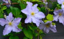 Blue Angel Clematis - 1 Gallon Pot 12 Blue Angel Clematis - 1 Gallon Pot -Flowers World Shop clematis blue angel 5