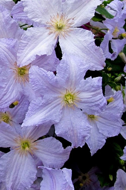 Blue Angel Clematis - 1 Gallon Pot 8 Blue Angel Clematis - 1 Gallon Pot - Image 6
