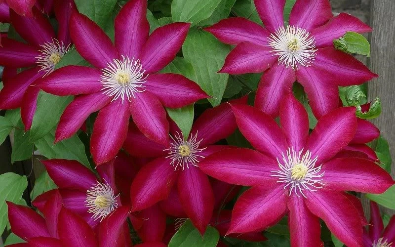 Bourbon Clematis - 1 Gallon Pot 8 Bourbon Clematis - 1 Gallon Pot - Image 6