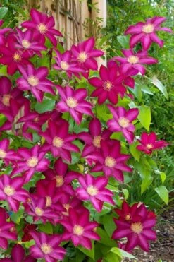 Bourbon Clematis - 1 Gallon Pot 11 Bourbon Clematis - 1 Gallon Pot -Flowers World Shop clematis bourbon 5