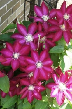 Bourbon Clematis - 1 Gallon Pot 12 Bourbon Clematis - 1 Gallon Pot -Flowers World Shop clematis bourbon 8