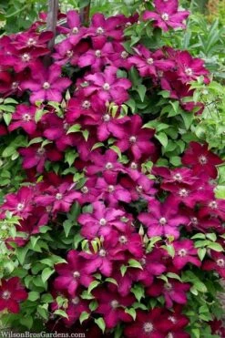 Cardinal Wyszynski Clematis - 1 Gallon Pot -Flowers World Shop clematis cardinal wyszynski 7