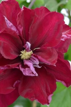 Charmaine Clematis - 1 Gallon Pot 13 Charmaine Clematis - 1 Gallon Pot -Flowers World Shop clematis charmaine 2