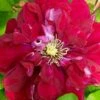 Charmaine Clematis - 1 Gallon Pot -Flowers World Shop clematis charmaine 3
