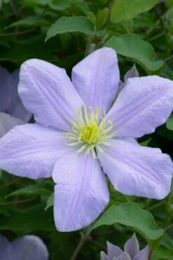 Chelsea Clematis - 1 Gallon Pot -Flowers World Shop clematis chelsea 1