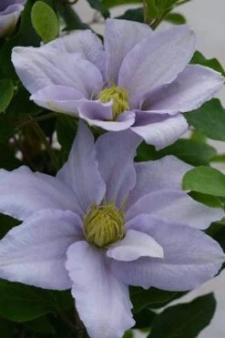 Chelsea Clematis - 1 Gallon Pot -Flowers World Shop clematis chelsea 3