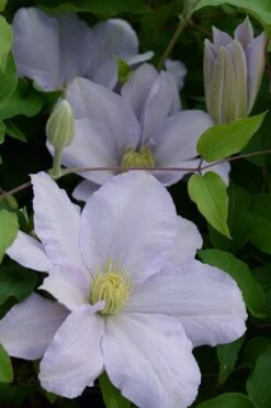 Chelsea Clematis - 1 Gallon Pot -Flowers World Shop clematis chelsea 4