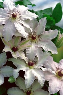 Clair De Lune Clematis - 1 Gallon Pot 11 Clair De Lune Clematis - 1 Gallon Pot -Flowers World Shop clematis clair de june 2