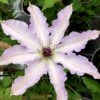 Clair De Lune Clematis - 1 Gallon Pot -Flowers World Shop clematis clair de june 3