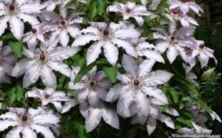 Clair De Lune Clematis - 1 Gallon Pot 12 Clair De Lune Clematis - 1 Gallon Pot -Flowers World Shop clematis clair de june 4
