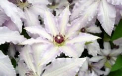 Clair De Lune Clematis - 1 Gallon Pot 13 Clair De Lune Clematis - 1 Gallon Pot -Flowers World Shop clematis clair de june 6