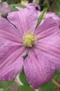 Comtesse De Bouchaud Clematis - 1 Gallon Pot -Flowers World Shop clematis comtesse de bouchaud 1