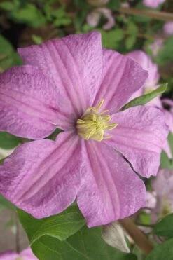 Comtesse De Bouchaud Clematis - 1 Gallon Pot -Flowers World Shop clematis comtesse de bouchaud 2