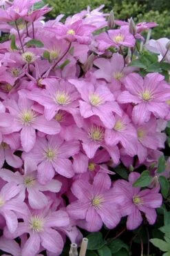 Comtesse De Bouchaud Clematis - 1 Gallon Pot -Flowers World Shop clematis comtesse de bouchaud 3
