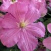 Comtesse De Bouchaud Clematis - 1 Gallon Pot -Flowers World Shop clematis comtesse de bouchaud 7