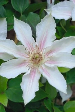 Corinne Clematis - 1 Gallon Pot 15 Corinne Clematis - 1 Gallon Pot -Flowers World Shop clematis corinne 14