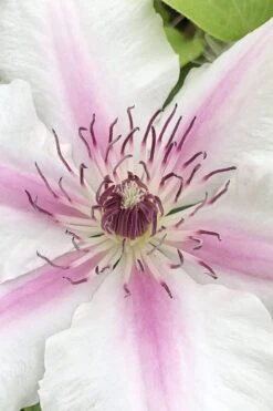 Corinne Clematis - 1 Gallon Pot 13 Corinne Clematis - 1 Gallon Pot -Flowers World Shop clematis corinne 15